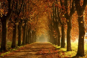 Allée d'arbres en automne
