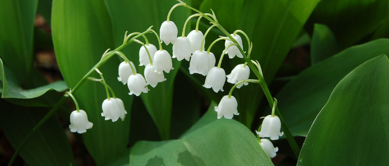 muguet-2brins